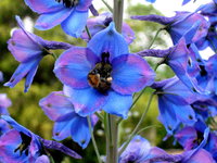 Frühjahrsblüher blau-violett