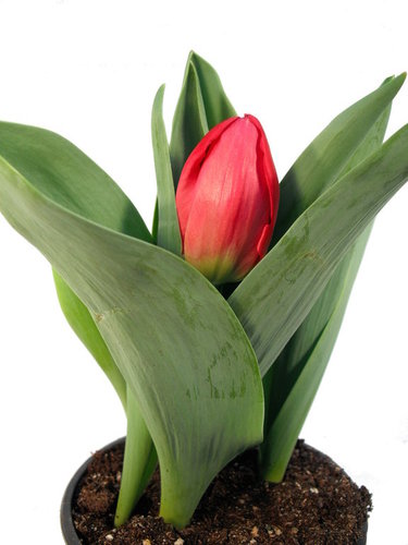 Tulpen im Topf angetrieben rot