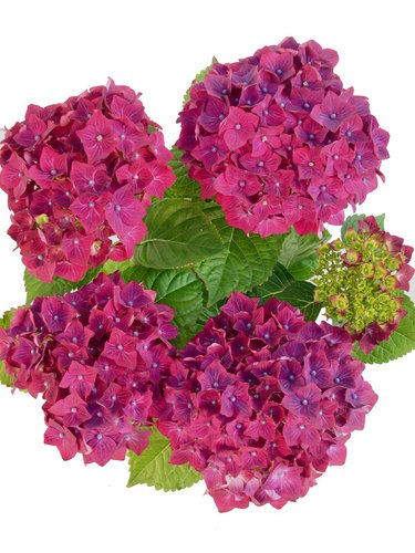 Blühende Hortensie "Hot" violett