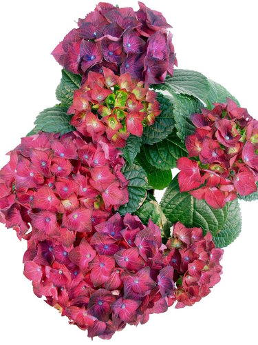 Blühende Hortensie Midi violett