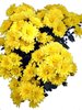 Chrysantheme gelb