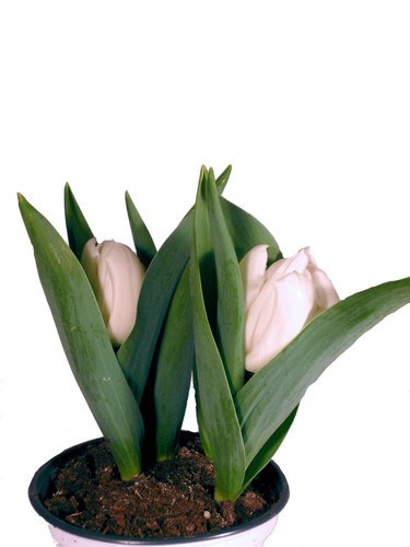 Tulpen im Topf angetrieben weiß