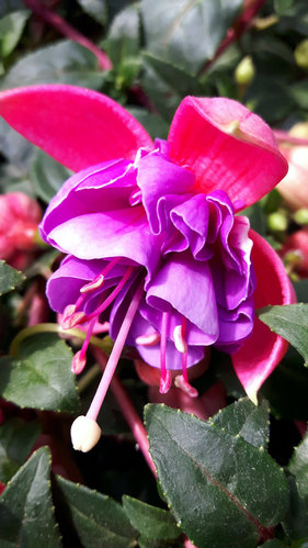Gefüllte Fuchsie "Jollies® Trailing Colmar" rot-lila-violett