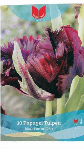 Blumenzwiebeln - Tulpen Papagei Black Parrot - 10 Stück