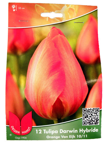 Tulpen Darwin Hybride Orange Van Eijk - 12 Stück
