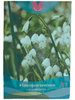 Blumenzwiebeln - Märzenbecher - 8 Stück