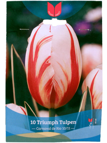 Blumenzwiebeln - Tulpen Triumph Carnaval de Rio - 10 Stück