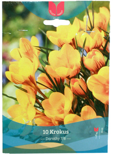 Blumenzwiebeln - Krokusse Botanisch Dorothy - 10 Stück