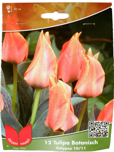 Tulpen Botanisch Calypso - 12 Stück