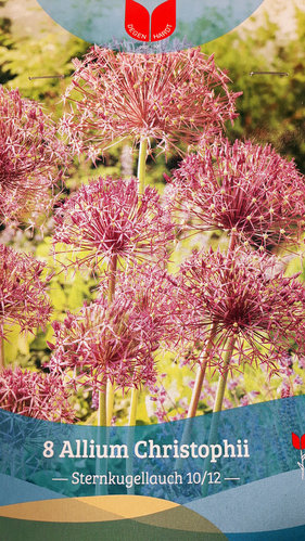 Blumenzwiebeln - Allium christophii Sternkugellauch - 8 Stück