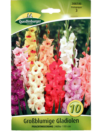 Großblumige Gladiolen Prachtmischung - 10 Stück