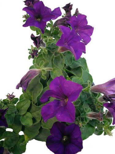 Petunie "Marisco Belem Deep Violet" violett