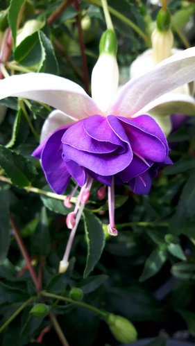 Fuchsie "Jollies Trailing Florac" blau-lila