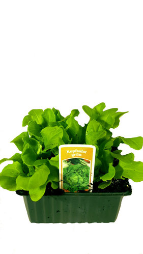 Kopfsalat grün - 12 Jungpflanzen im Tray