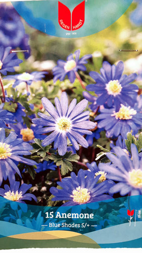 Blumenzwiebeln - Anemone Blue Shades - 15 Stück