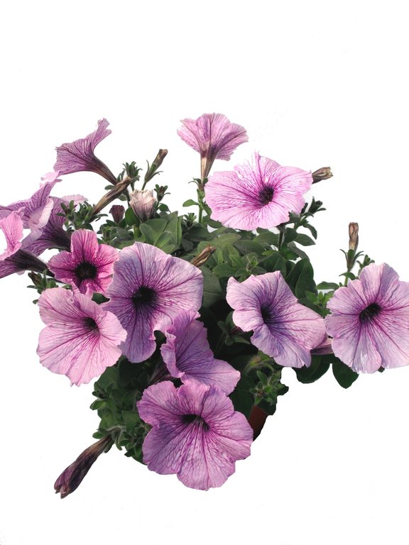 Petunie violett-weiß