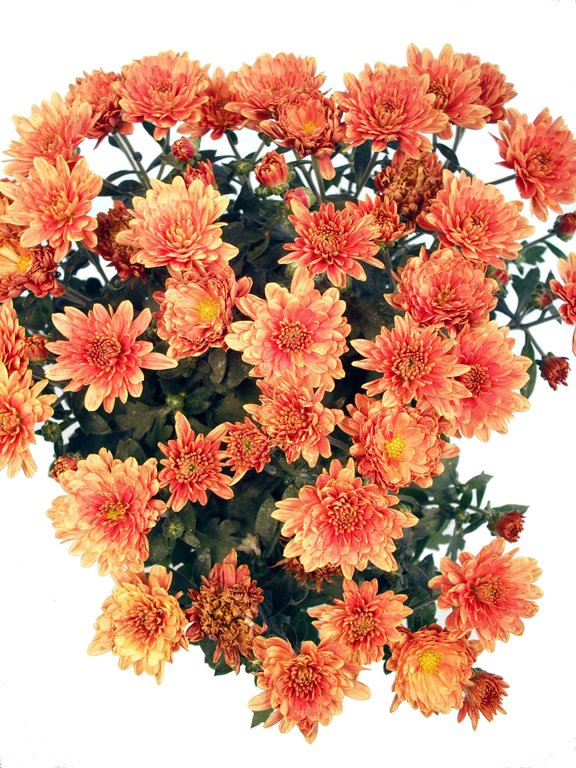 Chrysantheme orange-rot
