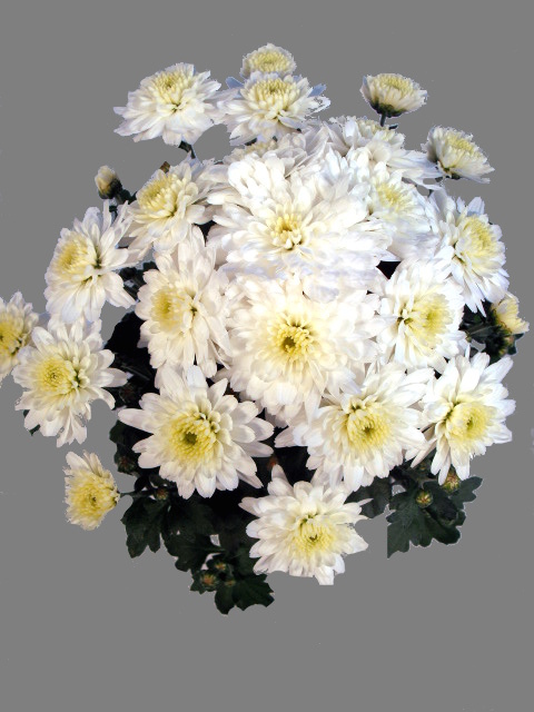 Chrysantheme weiß