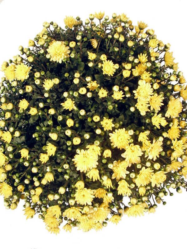 Chrysanthemenbusch gelb