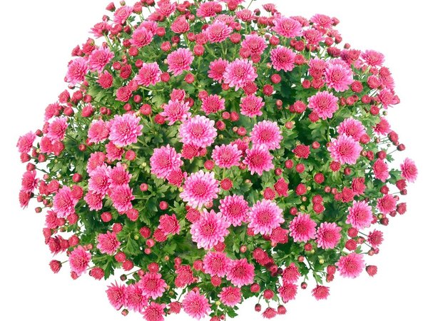 Chrysanthemenbusch pink