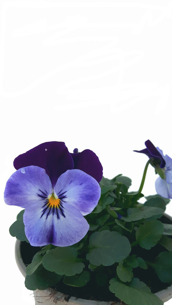 Hornveilchen blau-lila-violett