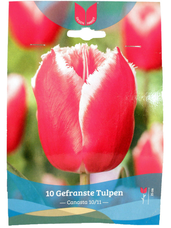 Tulpen gefranst Canasta - 10 Stück
