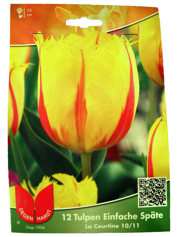 Tulpen Einfache Späte La Courtine - 12 Stück