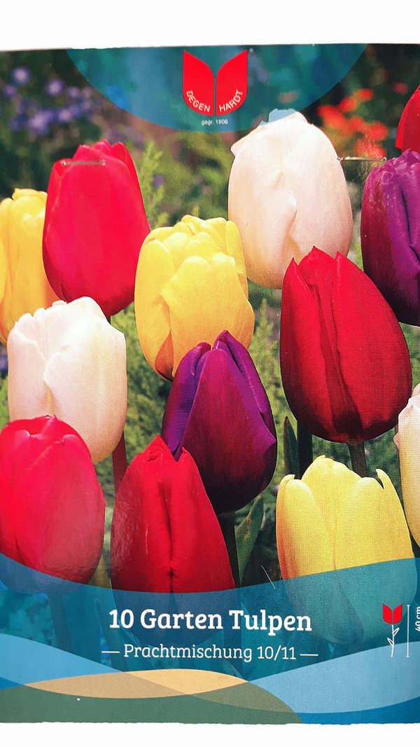 Blumenzwiebeln - Garten-Tulpen Prachtmischung - 10 Stück