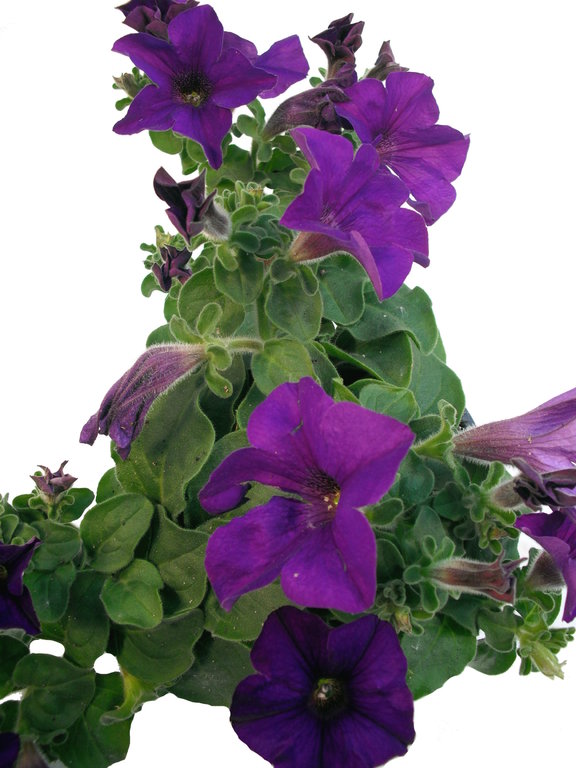 Petunie "Marisco Deep Violet" violett - halbhängend